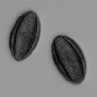 ShapeControl Weißlicht